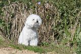 BICHON FRISE 239